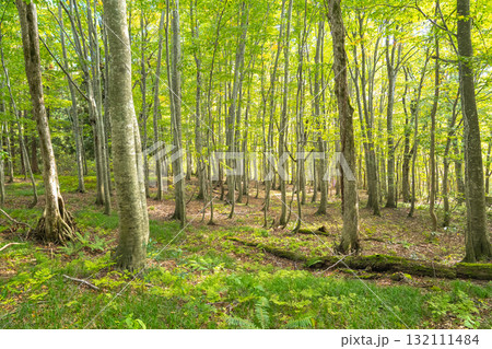 初秋の岳岱自然観察教育林 ブナ二次林の列と薄緑の葉（白神山地） 132111484