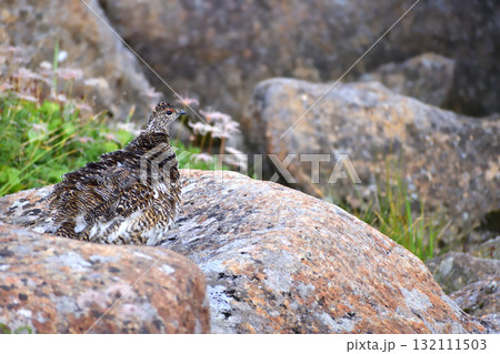 雲ノ平の岩場で羽を震わすライチョウ 132111503