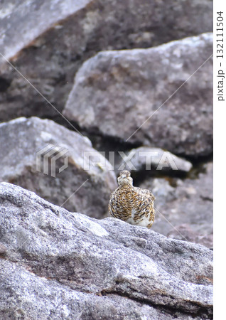 雲ノ平の岩場を登る正面からみたライチョウ 雲ノ平の岩場を登る正面からみたライチョウ 132111504