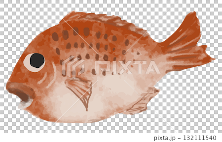 水彩で描いた鯛 132111540