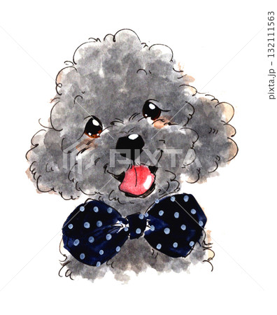 水彩で描かれたトイプードル 水彩で描かれたトイプードル 132111563