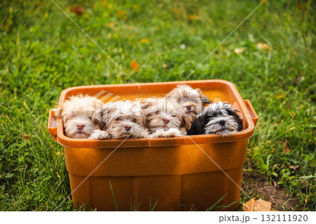 Five adorable Havanese puppies resting together in an orange plastic container on green grass outdoors Five adorable Havanese puppies resting together in an orange plastic container on green grass outdoors 132111920