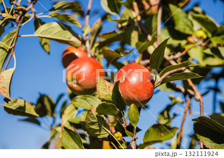 Ripe red apples on tree branches under clear blue sky during autumn harvest Ripe red apples on tree branches under clear blue sky during autumn harvest 132111924