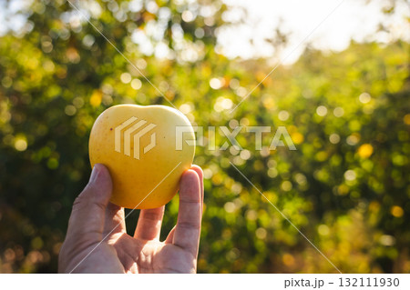 Close-up of a yellow apple held in hand under warm evening light in an orchard Close-up of a yellow apple held in hand under warm evening light in an orchard 132111930