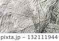 鉛筆で描いた桑の葉の葉脈、鉛筆で描いた葉っぱの葉脈、鉛筆画の背景素材 132111944