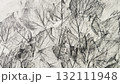 鉛筆で描いた木蔦の葉っぱ、鉛筆で描いた葉っぱの葉脈、鉛筆画の背景素材 132111948