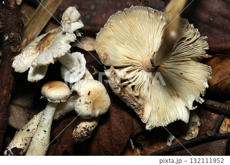 肥沃な落葉土壌とと白いキツネノカラカサキノコたちとカサヒダアップ（自然下菌キノコ類マクロ撮影） 132111952