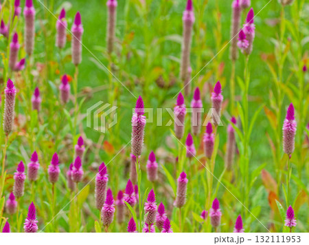 ヒユ科ノゲイトウの花 132111953