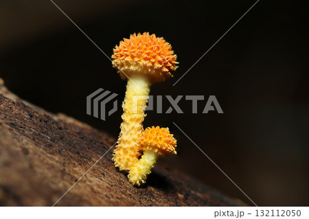 カサの表面に荒いイガイガ鱗片が密生するオレンジ色のダイダイガサキノコ幼菌（自然下キノコ類マクロ撮影） 132112050