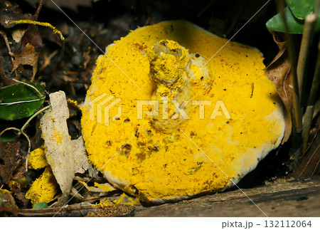 黄色いヒポミケス属胞子に寄生覆い尽くされる寄生無残なきのこのヒダ面(自然下菌キノコ類マクロ撮影) 黄色いヒポミケス属胞子に寄生覆い尽くされる寄生無残なきのこのヒダ面(自然下菌キノコ類マクロ撮影) 132112064
