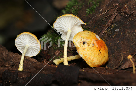 表裏を並べた小型オレンジ色のダイダイガサキノコたち（アウトドアフィールド菌＆キノコ類マクロ撮影） 132112074