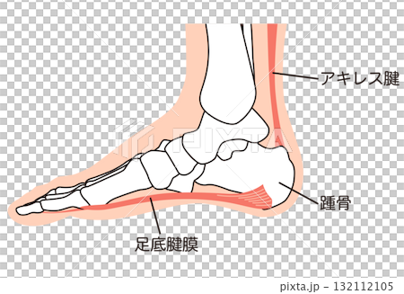 足底筋膜　足底腱膜　足底筋膜炎　足の筋肉 132112105