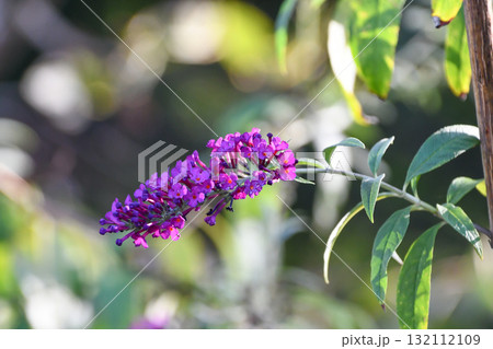 フサフジウツギ Summer Lilac フサフジウツギ Summer Lilac 132112109