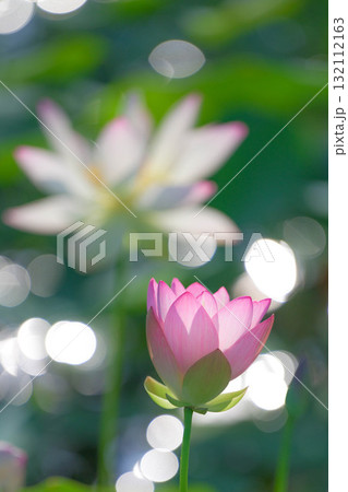 千栗土居公園のハス 132112163