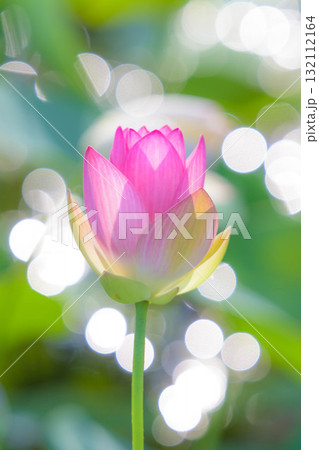 千栗土居公園のハス 132112164