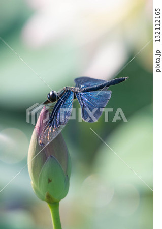 羽を休めるチョウトンボ 132112165