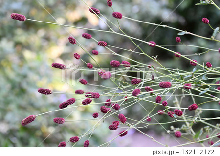 ワレモコウ Great Burnet ワレモコウ Great Burnet 132112172