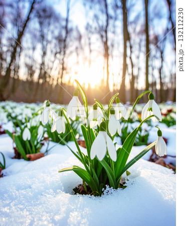 雪の中で咲くスノーフレーク 132112230