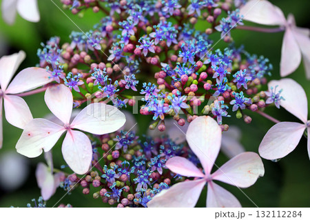 アジサイの花 アジサイの花 132112284