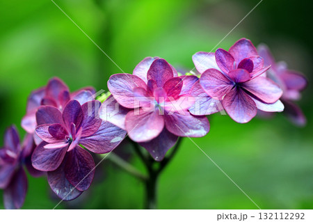 アジサイの花 アジサイの花 132112292