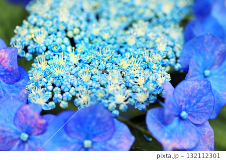 アジサイの花 アジサイの花 132112301