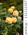 旧古河庭園の秋薔薇　万葉 132112307
