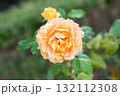旧古河庭園の秋薔薇　万葉 132112308
