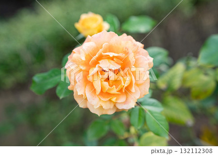 旧古河庭園の秋薔薇　万葉 132112308