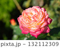 旧古河庭園の秋薔薇　朝雲 132112309