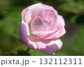 旧古河庭園の秋薔薇 132112311