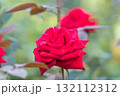 旧古河庭園の秋薔薇 132112312