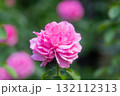 旧古河庭園の秋薔薇　イブ・ピアッチェ 132112313