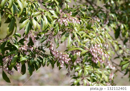 アセビ(馬酔木)の木（赤城自然園／群馬県渋川市） 132112401