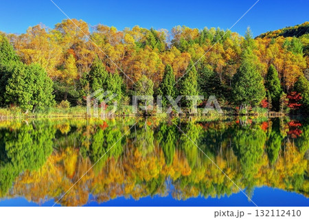 輝く木戸池の秋 132112410