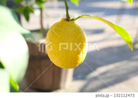 青いレモンの実 132112473