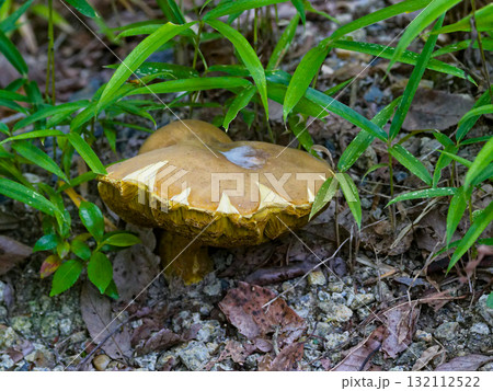 イグチ科ミドリニガイグチ 132112522