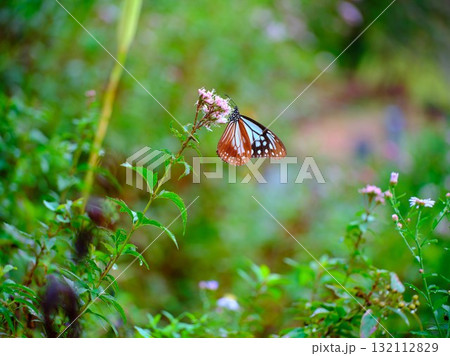 香北に飛来したアサギマダラ 132112829