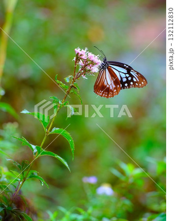 香北に飛来したアサギマダラ 132112830