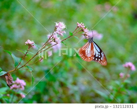 香北に飛来したアサギマダラ 132112831
