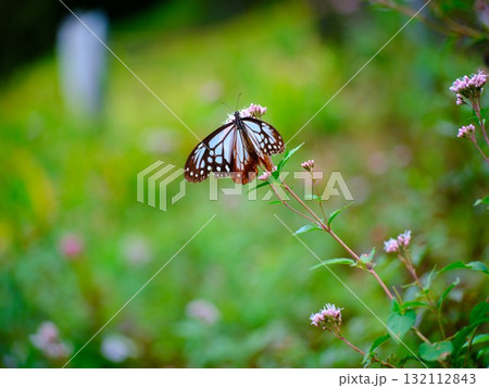 香北に飛来したアサギマダラ 132112843