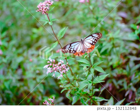 香北に飛来したアサギマダラ 132112848