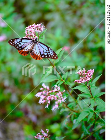 香北に飛来したアサギマダラ 132112852