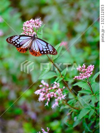 香北に飛来したアサギマダラ 132112853