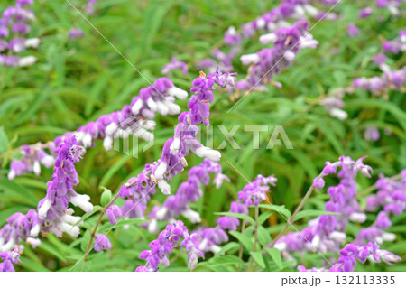 植物：アメジストセージ　シソ科 132113335
