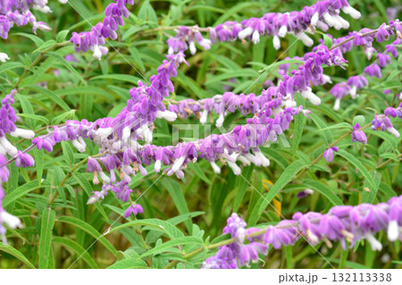 植物：アメジストセージ　シソ科 132113338