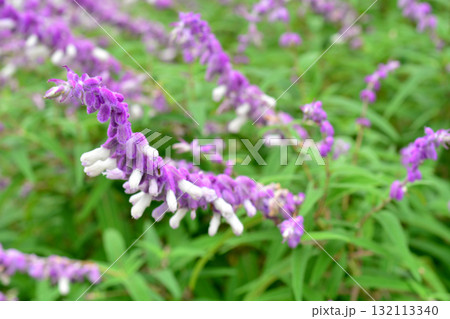 植物：アメジストセージ　シソ科 132113340