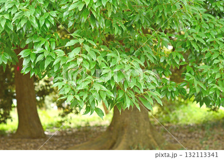 樹木：シラカシ　ブナ科 132113341