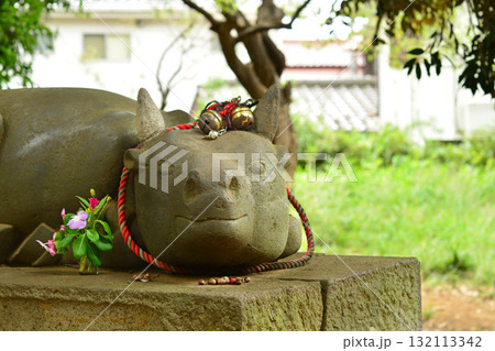 撫で牛　菅原神社 132113342