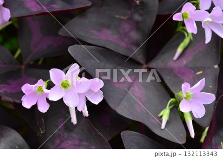 植物：インカノカタバミ　カタバミ科 132113343