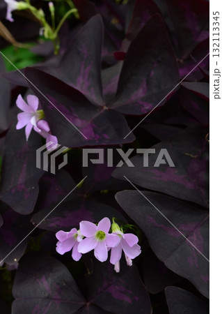 植物：インカノカタバミ　カタバミ科 132113345